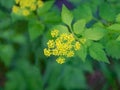 Golden Alexanders Ã¢â¬â Zizia aurea